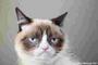 grumpycat