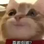 尊嘟假嘟