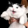 MOOMOO