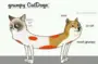 CatDoge