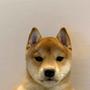Dog token