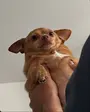 cheddar