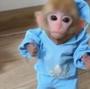 monke  token