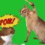 Pow