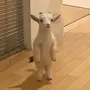 Goatchi