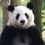 和叶