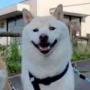 KUMO