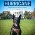 Hurricane logo