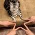 poloniex cat logo