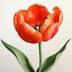 Tulip logo