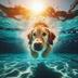 SUN POOL DOG logo