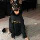 Binance Dog logo