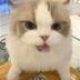 KaiCat logo
