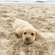 Sandy logo