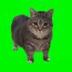 oii cat logo