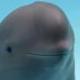 Smiling Dolphin logo