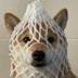 wrapped dog logo