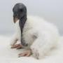 Токен The first king vulture chick