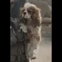 DOG KIDNAPPED BY HAMAS token