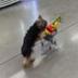 Dog Wif Cart logo