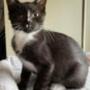Jeton elons new cat 