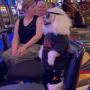 Токен The Degen Dog