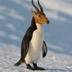 penguin feet antelope strength logo