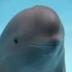 Miharu The Smiling Dolphin logo