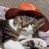 cat wif hat logo
