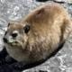 HYRAX logo