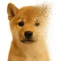 Token Tokenized Dog