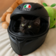Cat Wif Helmet logo