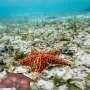 Token new black starfish specie