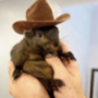 Token Peanut the Squirrel 