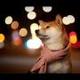 Suki Is DOGE logo