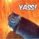 YASS CAT logo