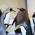 Pesto the Baby King Penguin logo