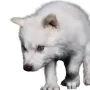 dire wolf-rahake