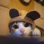 Токен cat with hat