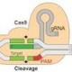 Cas9 logo