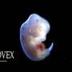 NEW HUMAN EVOLUTION logo