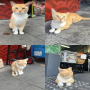 Token Friendly Orange Cat