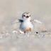 New Baby Seagull logo