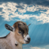 goat with eyes closed logo