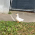 FIRST DUCK ARRESTED logo