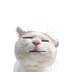 morse cat logo