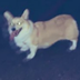 murderous shiba inu logo