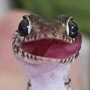العملة الرمزية GECKO