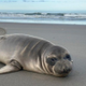 Justice For Seal logo