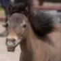 Token Bruno The Mini Horse